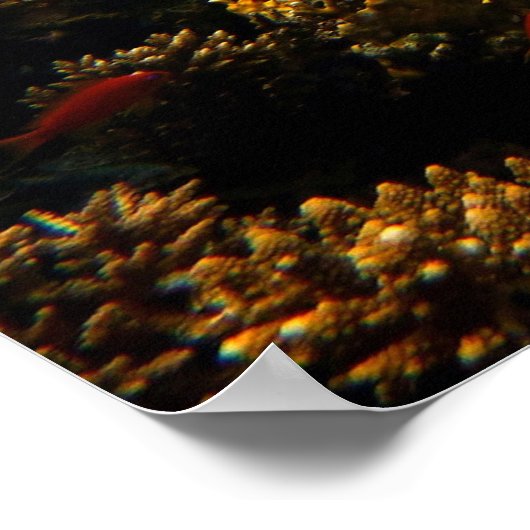 Onderwaterwereld Poster (Hoek)