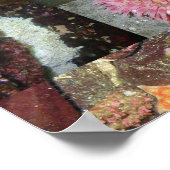 Onderwaterwezens Collage - Kunstprint Poster (Hoek)