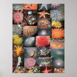 Onderwaterwezens Collage - Kunstprint Poster