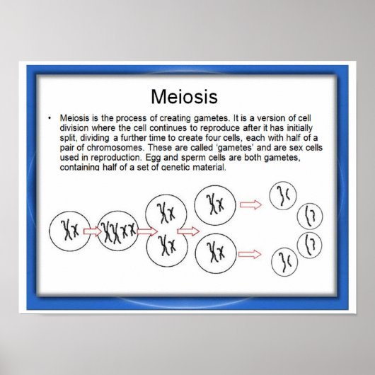 Onderwijs, Wetenschap, Meiosis Poster (Voorkant)