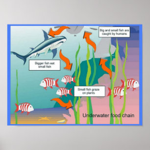 Onderwijs, wetenschap, onderwatervoedselketen poster