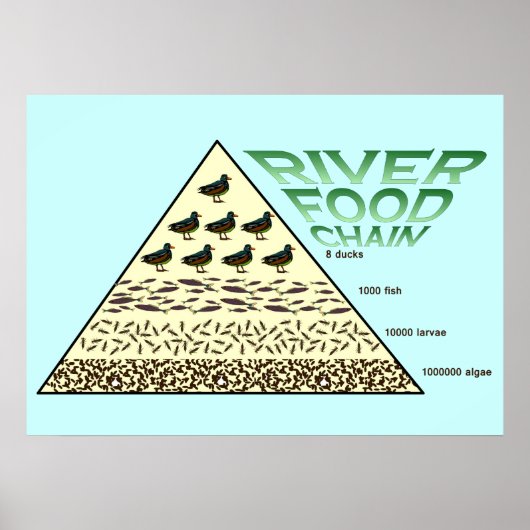 Onderwijs, wetenschap, riviervoedselketen poster (Voorkant)