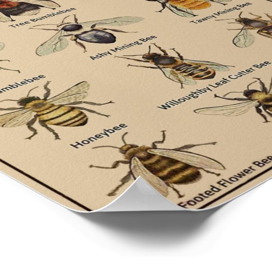 Onderwijsbijen poster (Hoek)