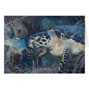 Onderzees leven: Een Hawksbill Zee Turtle