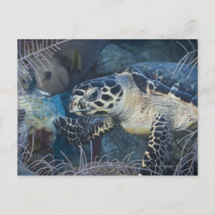 Onderzees leven: Een Hawksbill Zee Turtle Briefkaart
