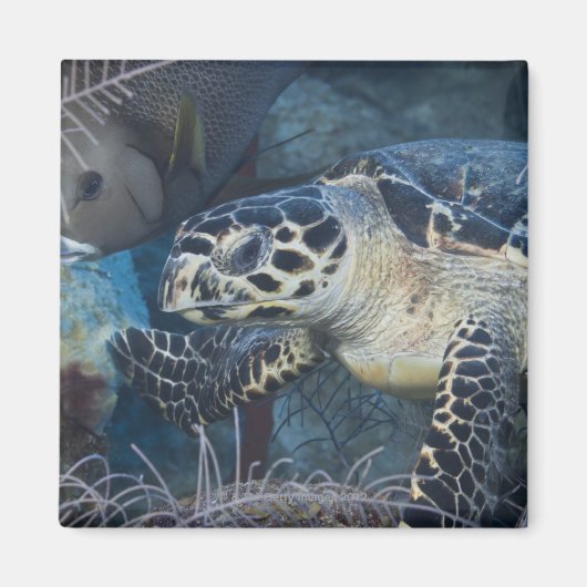 Onderzees leven: Een Hawksbill Zee Turtle Magneet (Voorkant)