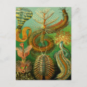 Onderzeese kleur briefkaart (Voorkant)