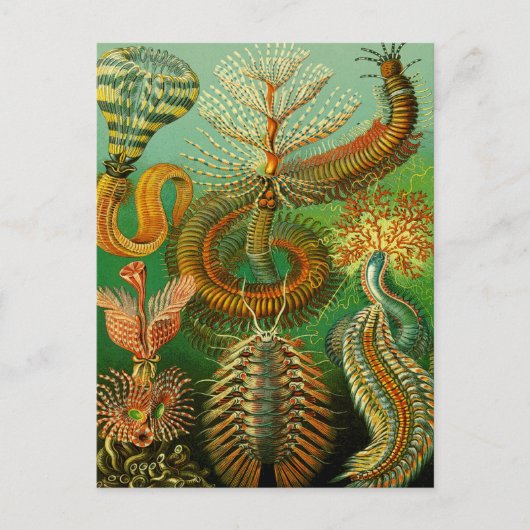 Onderzeese kleur briefkaart (Voorkant)