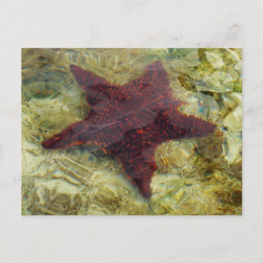 Onderzeese kreeften op de Bahama's Briefkaart (Voorkant)