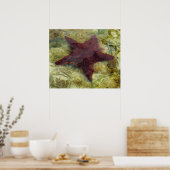 Onderzeese kreeften op de Bahama's Poster (Keuken)