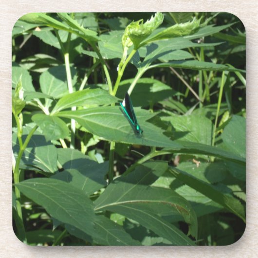 Onderzetter (Voorkant)