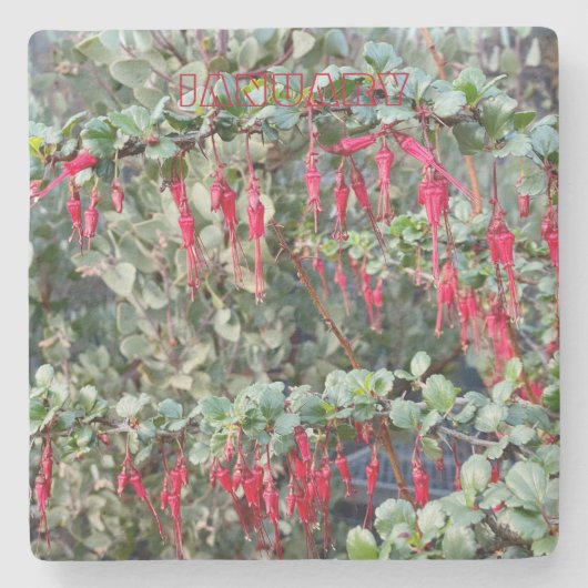 ONDERZETTER CALIFORNIË: JANUARI (Voorkant)