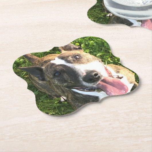 Onderzetter Engelse bull Terrier (Gekanteld)