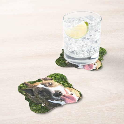 Onderzetter Engelse bull Terrier (Insitu)