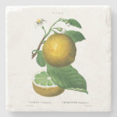 ONDERZETTER : GRAPES : REDOUTÉ (Voorkant)