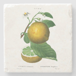 ONDERZETTER : GRAPES : REDOUTÉ