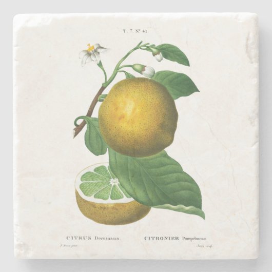 ONDERZETTER : GRAPES : REDOUTÉ (Voorkant)