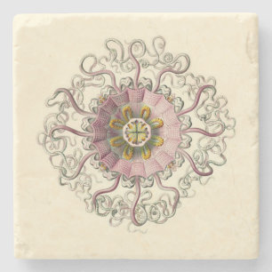 Onderzetter Haeckel Peromedusa