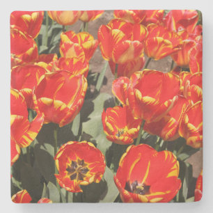 Onderzetter met rode tulpen