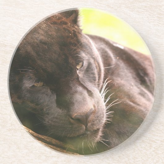 Onderzetter met zwarte panthersliep (Voorkant)