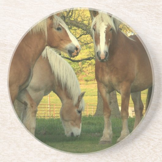 Onderzetter Palomino Draft Horses (Voorkant)
