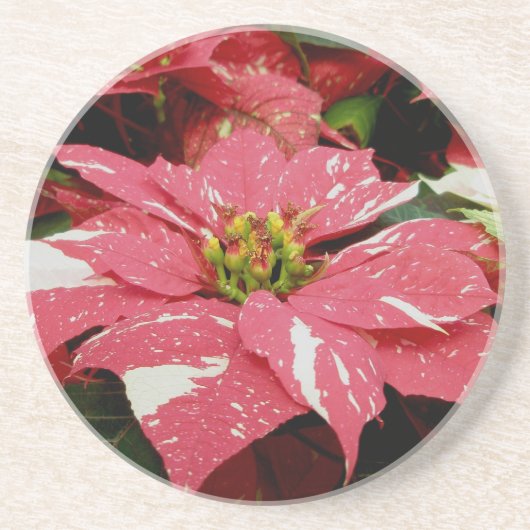 Onderzetter rood en wit Poinsettia (Voorkant)