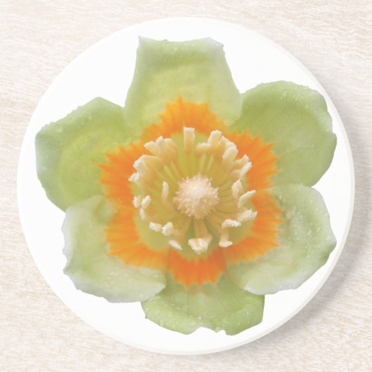 Onderzetter - Sandsteen - Tulip Poplar Tulip (Voorkant)