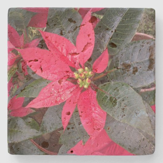 Onderzetter Steen - Pascua (Voorkant)