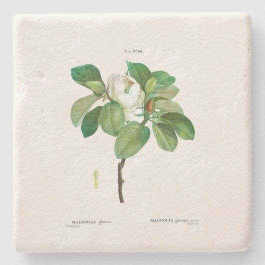 ONDERZETTER STONE : MAGNOLIA : REDOUTÉ (Voorkant)