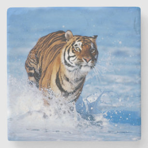 Onderzetter tijger stone