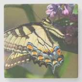 Onderzetter tijger Swallowtail Butterfly Stone (Voorkant)