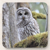 Onderzetter van Barred Owl (Voorkant)