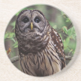 Onderzetter van Barred Owl