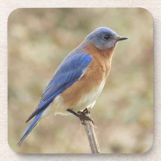 Onderzetter van blauwvogel (Voorkant)