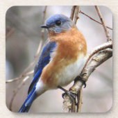 Onderzetter van blauwvogel (Voorkant)