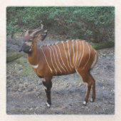 Onderzetter van Bongo (Antelope) (Voorkant)