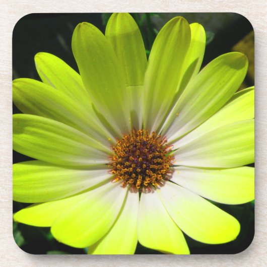 Onderzetter van de Afrikaanse Daisy Fluorescent Ye (Voorkant)
