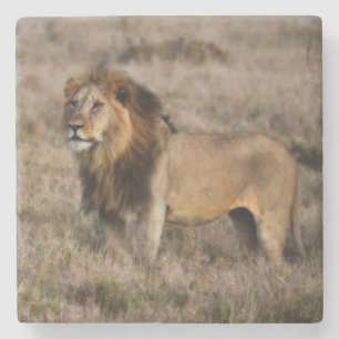 Onderzetter van de Afrikaanse Lion Marble Stone