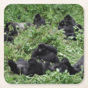 Onderzetter van de berggorilla-groep