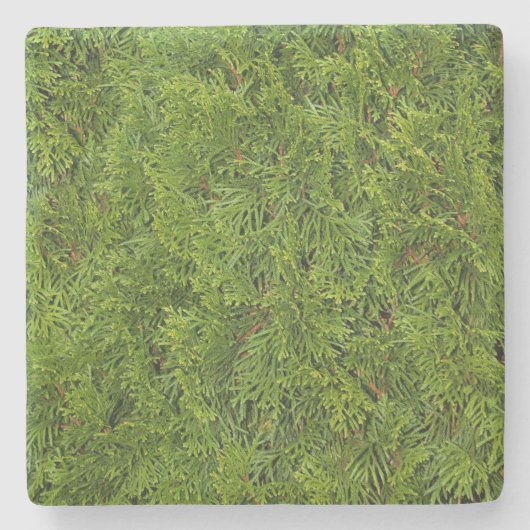 Onderzetter van de groene Cedar Limbs Square (Voorkant)