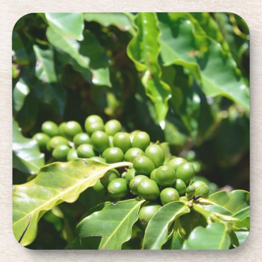 Onderzetter van de groene kaf van Berries Cork (Voorkant)