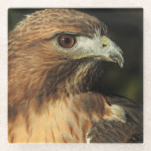 Onderzetter van de Rode Tailed Hawk Glass (Voorkant)