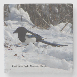 Onderzetter van de zwarte Rocky Mountain Magpie st