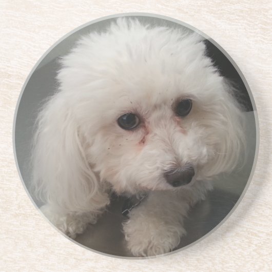 onderzetter van dierentuin (Voorkant)