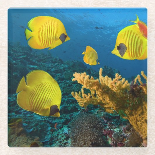 Onderzetter van glas — Tropische vis Glazen Onderzetter (Voorkant)