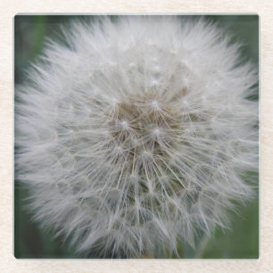 Onderzetter van het zaaigoed Dandelion Flower Glas