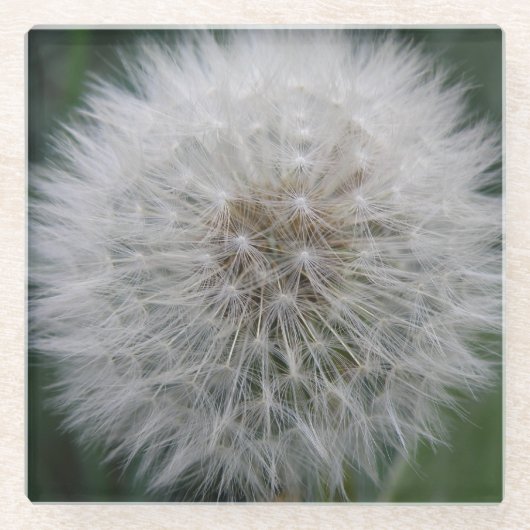Onderzetter van het zaaigoed Dandelion Flower Glas (Voorkant)