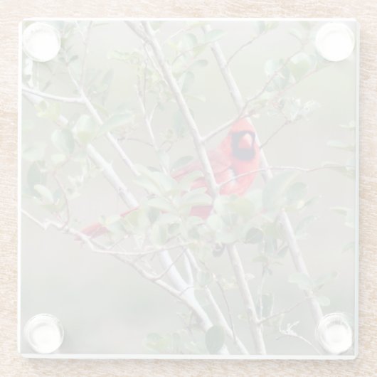 Onderzetter van mannenkardinaal fotoglas glazen onderzetter (Achterkant)