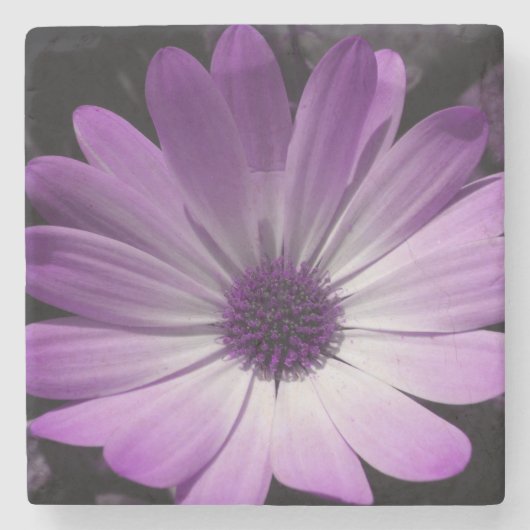 Onderzetter van Paars Daisy Flower Stone (Voorkant)