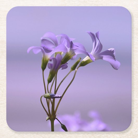 Onderzetter van paarse bloemen (Voorkant)